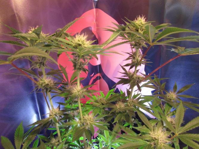 Eternity Grow Cup 2026. Week 10