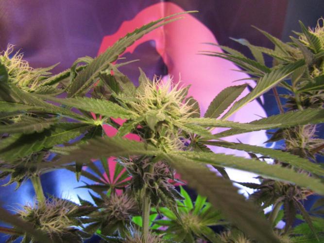 Eternity Grow Cup 2026. Week 10