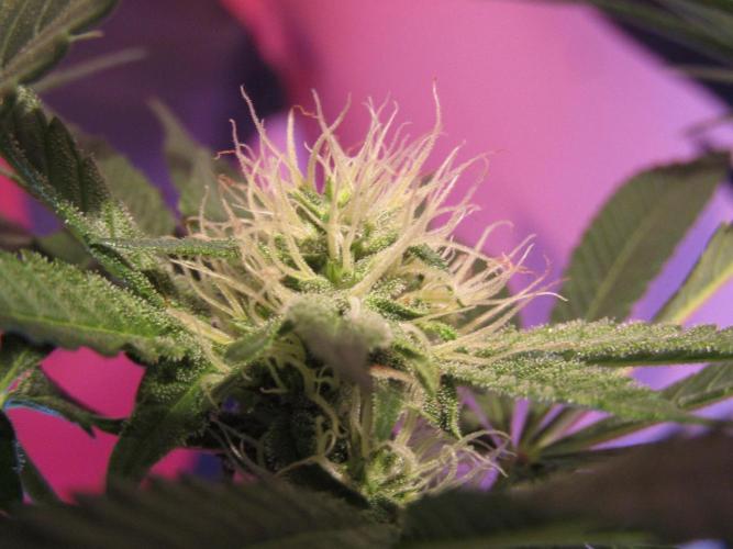 Eternity Grow Cup 2026. Week 10