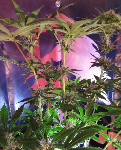 Eternity Grow Cup 2026. Week 10