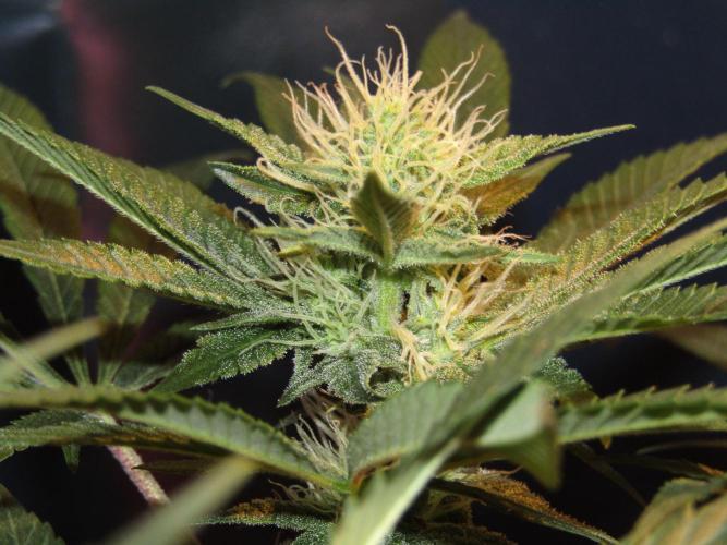 Eternity Grow Cup 2026. Week 10