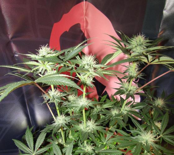 Eternity Grow Cup 2026. Week 10