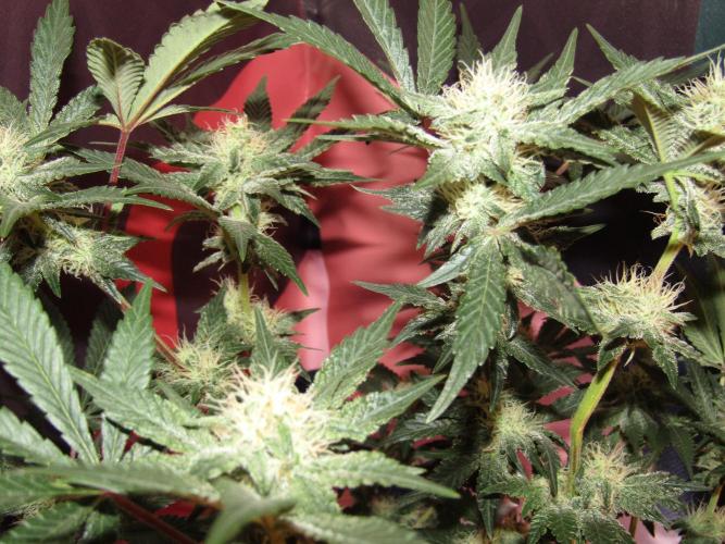 Eternity Grow Cup 2026. Week 10