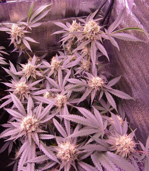 Crackers von Super Strains. Week 15