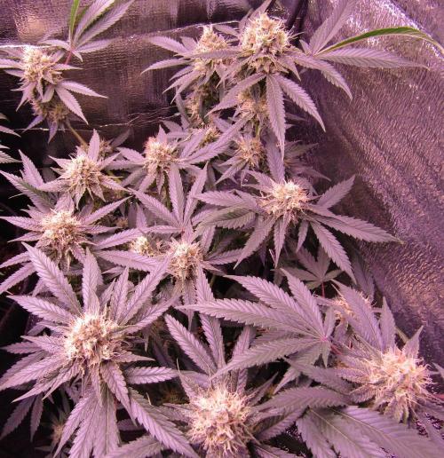 Crackers von Super Strains. Week 15