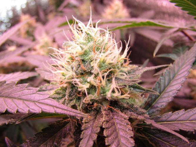 Crackers von Super Strains. Week 15