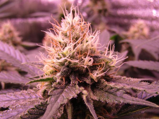 Crackers von Super Strains. Week 15