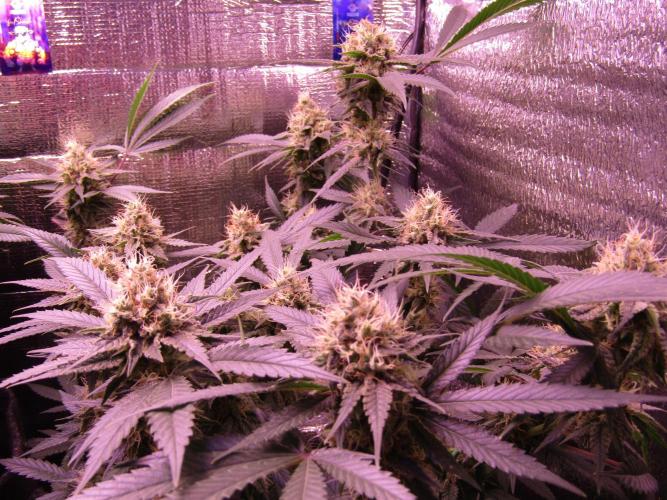Crackers von Super Strains. Week 15