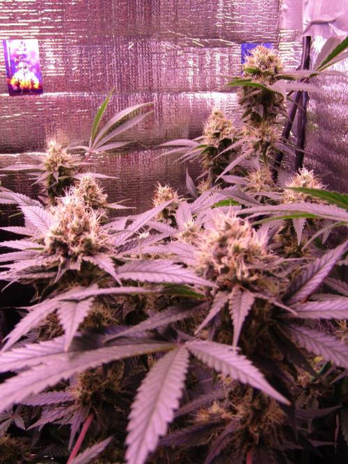 Crackers von Super Strains. Week 15