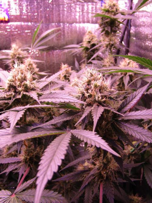 Crackers von Super Strains. Week 15