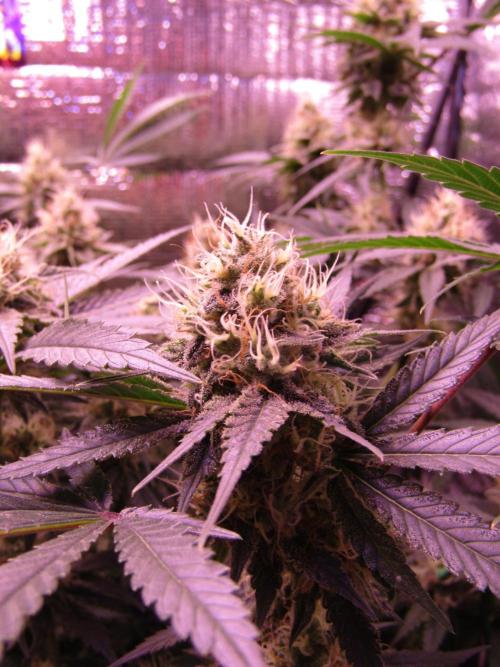 Crackers von Super Strains. Week 15