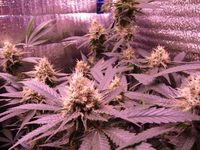 Crackers von Super Strains. Week 15