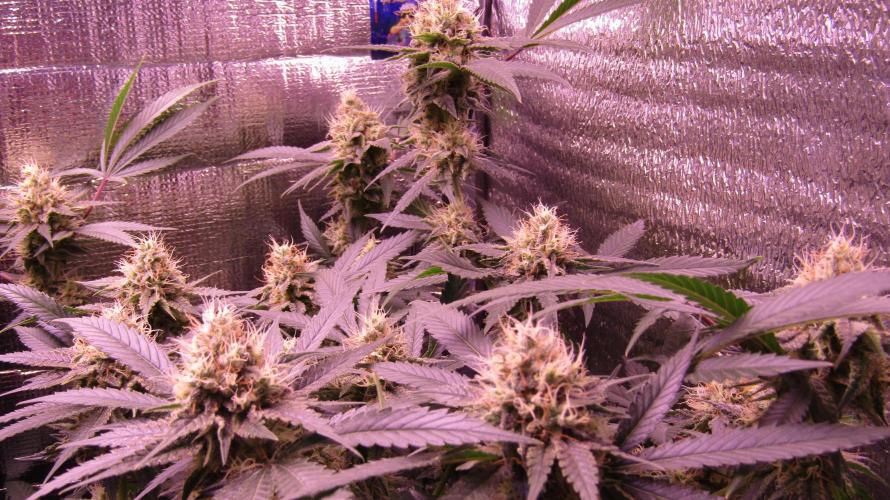 Crackers von Super Strains. Week 15