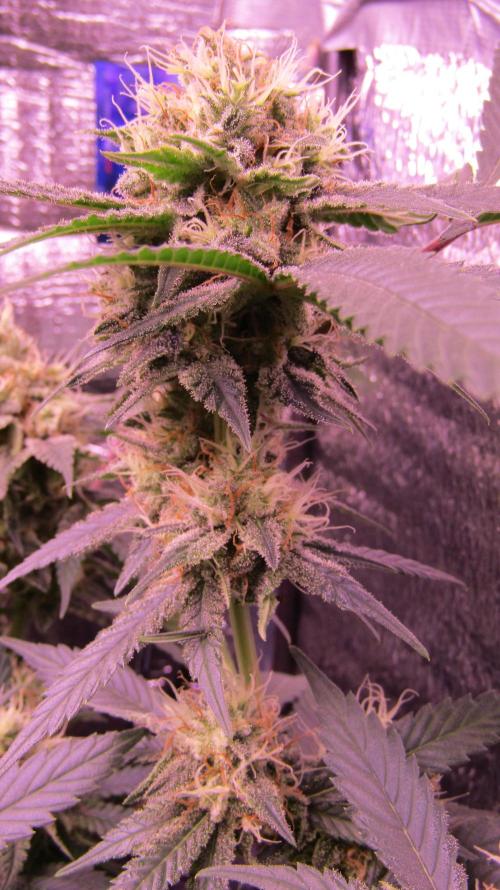 Crackers von Super Strains. Week 15