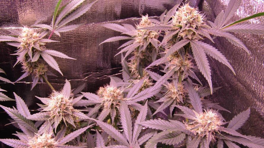 Crackers von Super Strains. Week 15