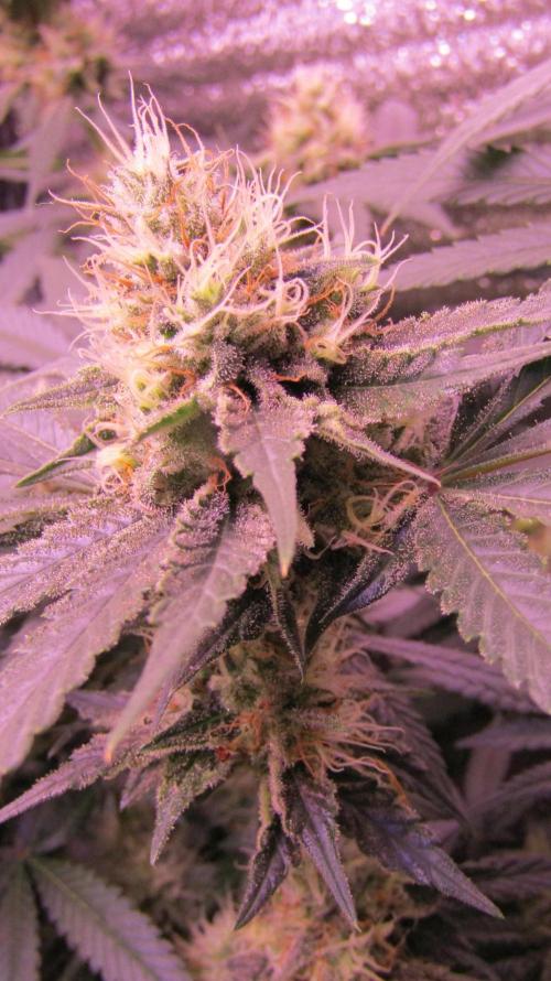 Crackers von Super Strains. Week 15