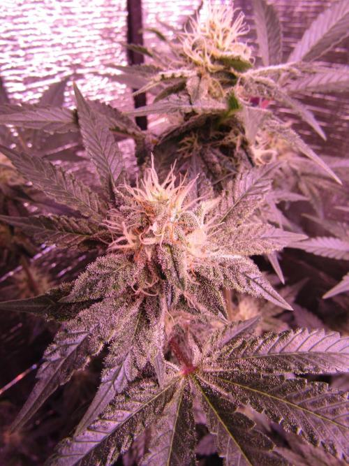 Eternity Grow Cup 2026. Week 11