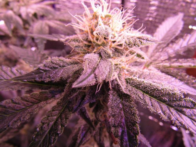 Eternity Grow Cup 2026. Week 11
