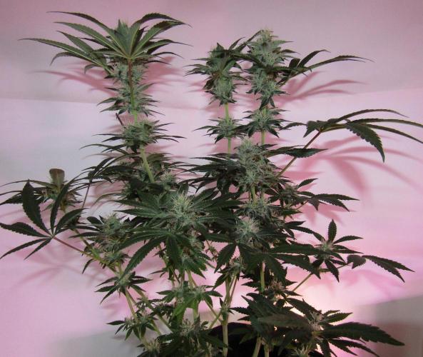 Eternity Grow Cup 2026. Week 11