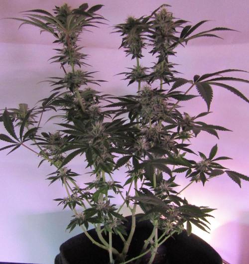 Eternity Grow Cup 2026. Week 11