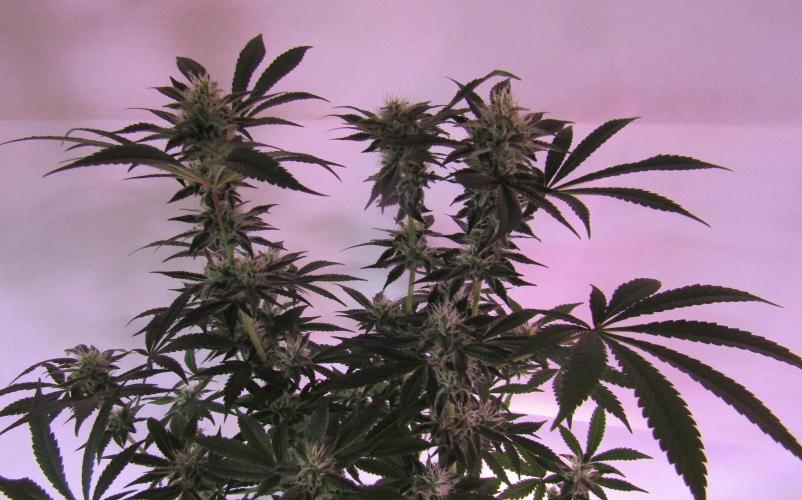 Eternity Grow Cup 2026. Week 11