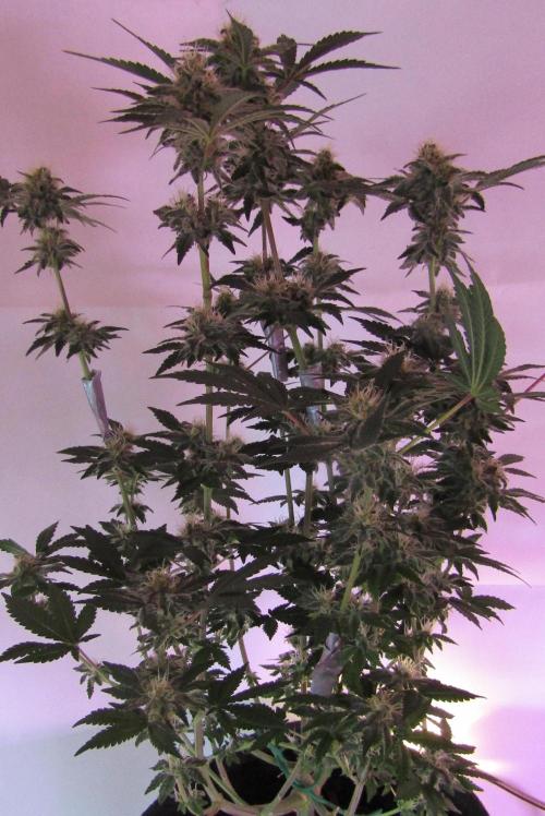 Eternity Grow Cup 2026. Week 11