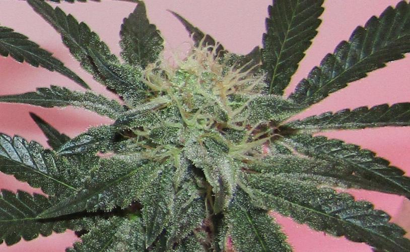 Eternity Grow Cup 2026. Week 11