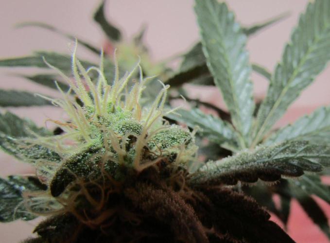Eternity Grow Cup 2026. Week 11