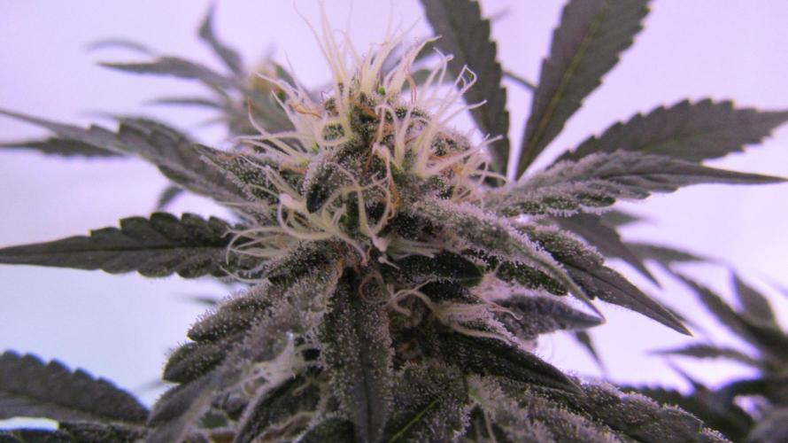 Eternity Grow Cup 2026. Week 11