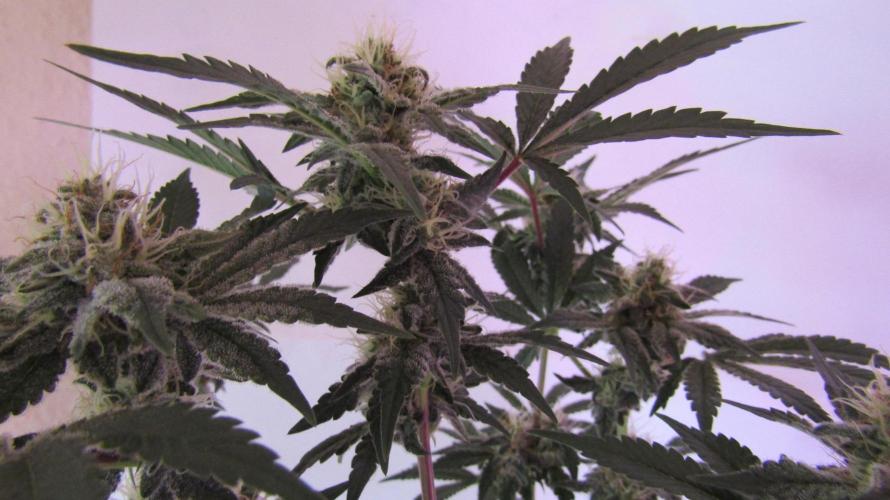 Eternity Grow Cup 2026. Week 11