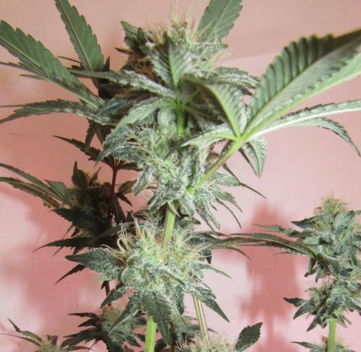 Eternity Grow Cup 2026. Week 11