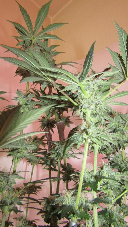 Eternity Grow Cup 2026. Week 11