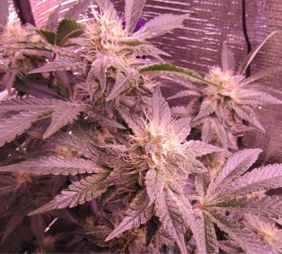 Eternity Grow Cup 2026. Week 11
