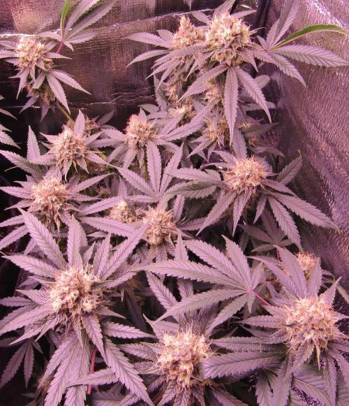 Crackers von Super Strains. Week 16