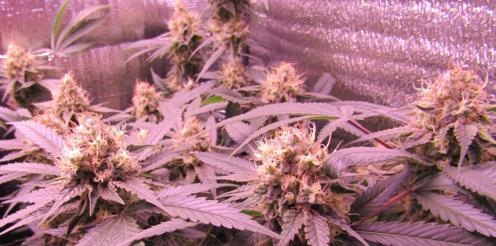 Crackers von Super Strains. Week 16