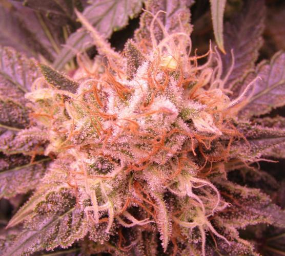 Crackers von Super Strains. Week 16