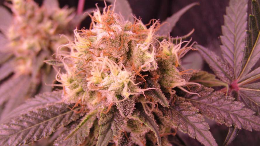 Crackers von Super Strains. Week 16