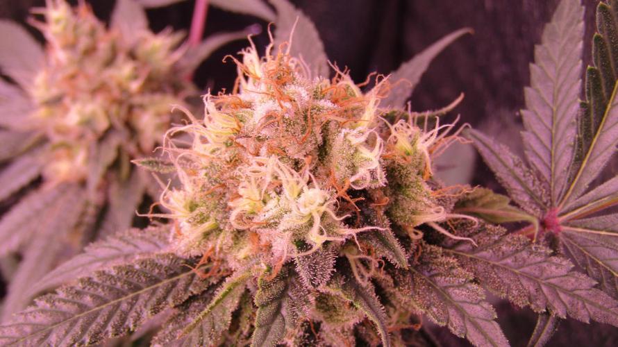 Crackers von Super Strains. Week 16
