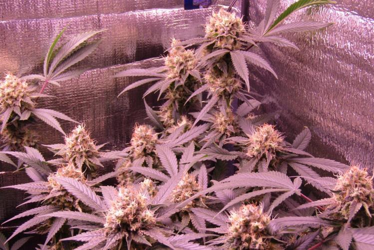 Crackers von Super Strains. Week 16