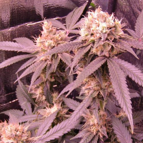 Crackers von Super Strains. Week 16