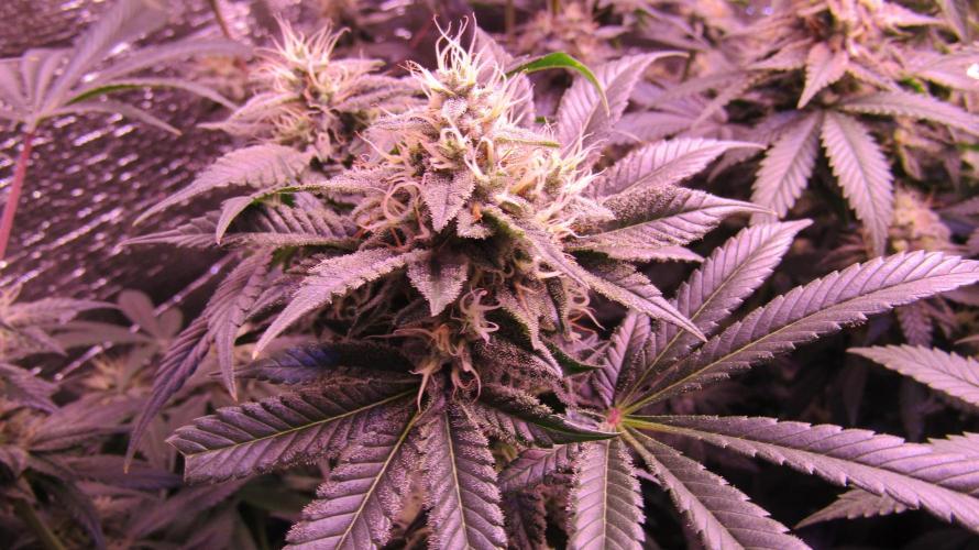 Eternity Grow Cup 2026. Week 12