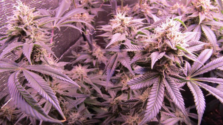 Eternity Grow Cup 2026. Week 12