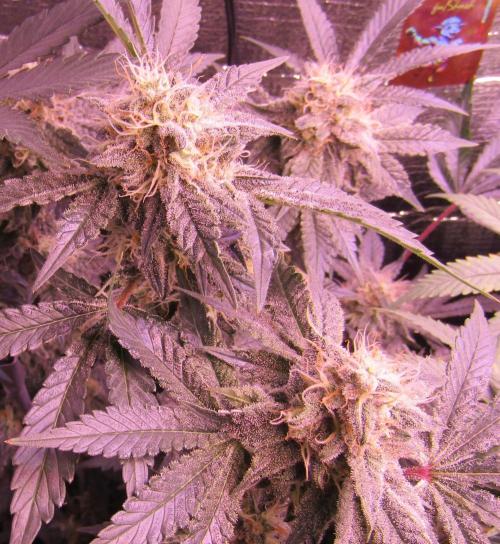 Eternity Grow Cup 2026. Week 12