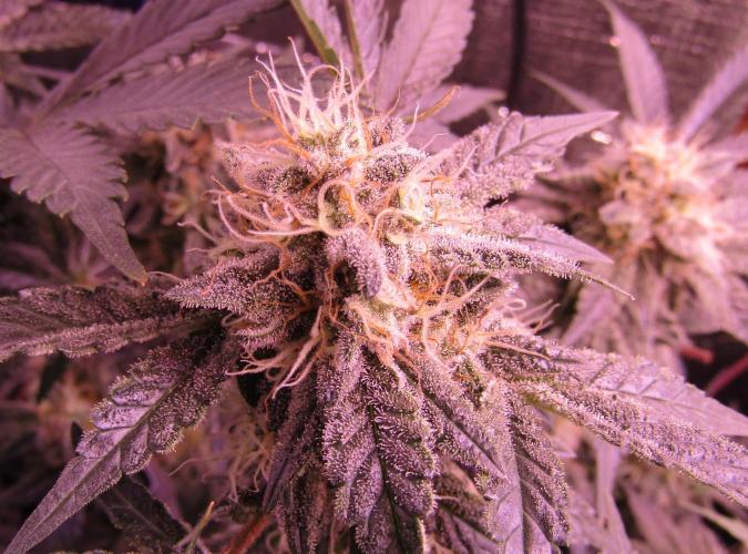 Eternity Grow Cup 2026. Week 12