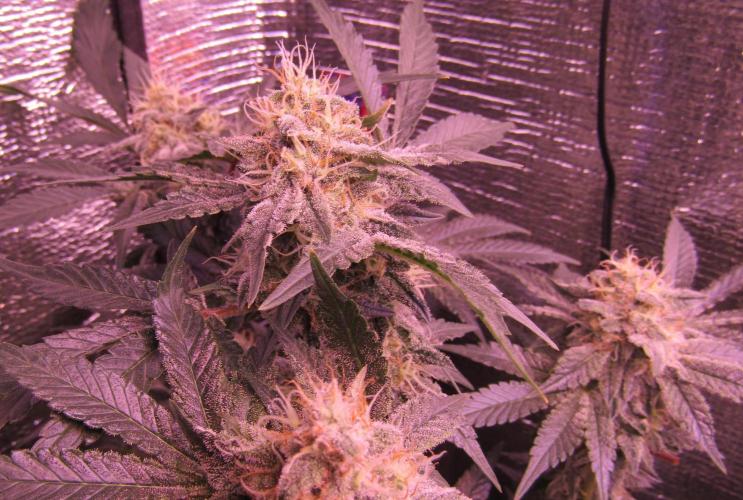 Eternity Grow Cup 2026. Week 12