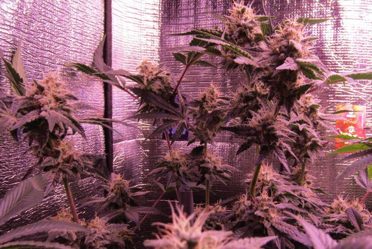 Eternity Grow Cup 2026. Week 12