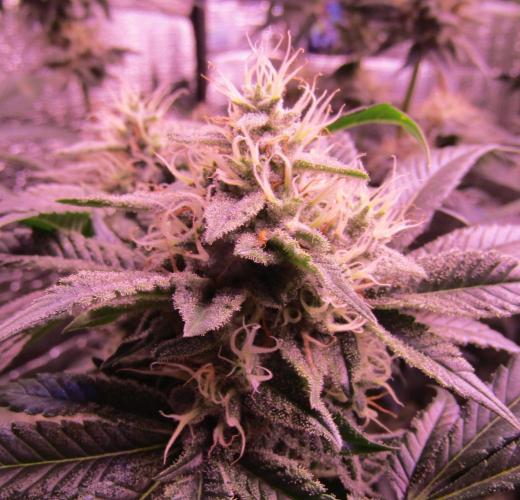 Eternity Grow Cup 2026. Week 12
