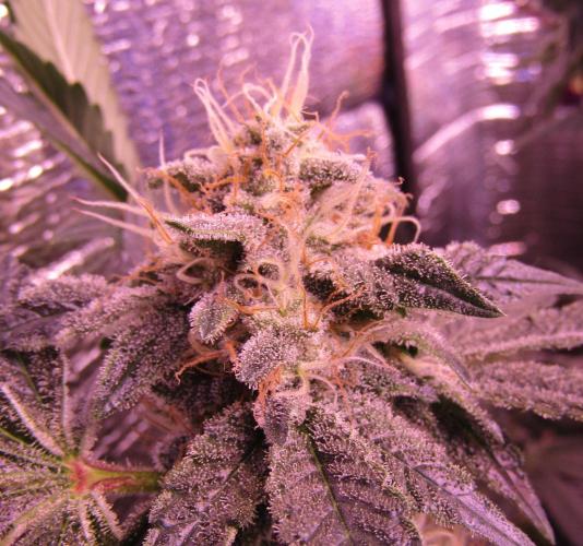 Eternity Grow Cup 2026. Week 12