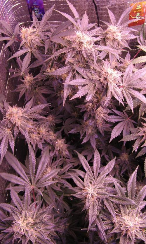 Eternity Grow Cup 2026. Week 12