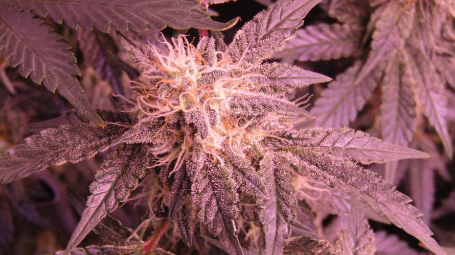 Eternity Grow Cup 2026. Week 12